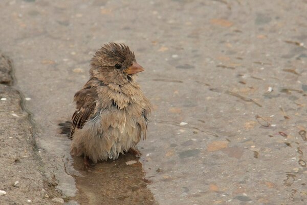 Moineau humide est assis dans une flaque d eau