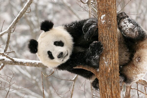 Panda de nieve de invierno en el árbol