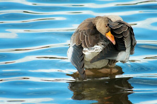 Die Gans wird auf der Wasseroberfläche gewaschen