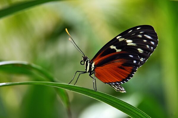 Beautiful butterfly on a leaf