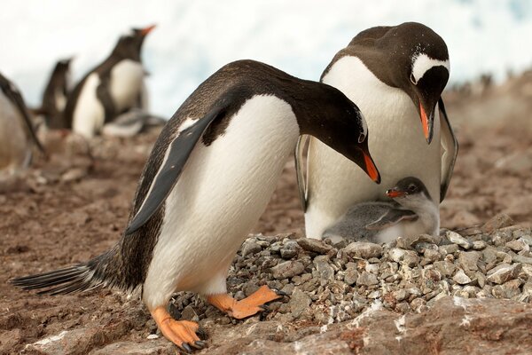 Die Eltern der Pinguine beugten sich über das Küken