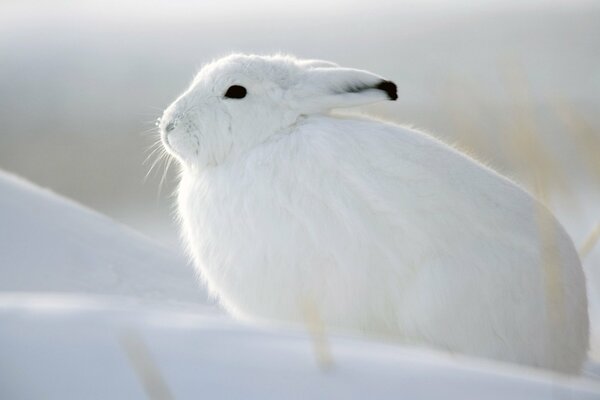 A white hare resting after a chase