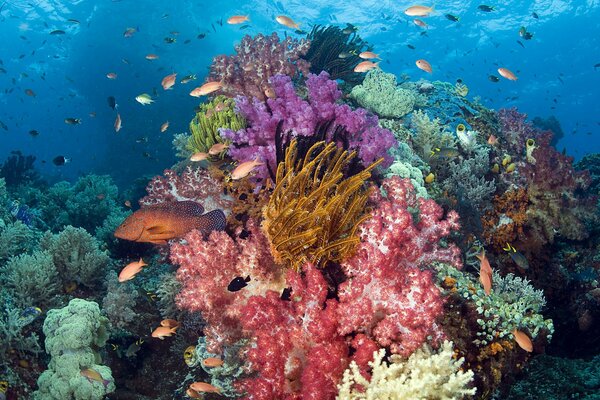 Underwater world with bright algae