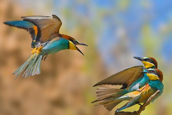 Pequeños colibríes pelean por una hembra