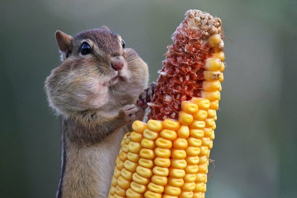 A chipmunk is gnawing on an ear of corn