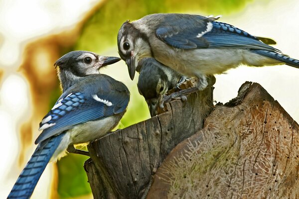 Dwa ptaki blue jay siedzące na pniu