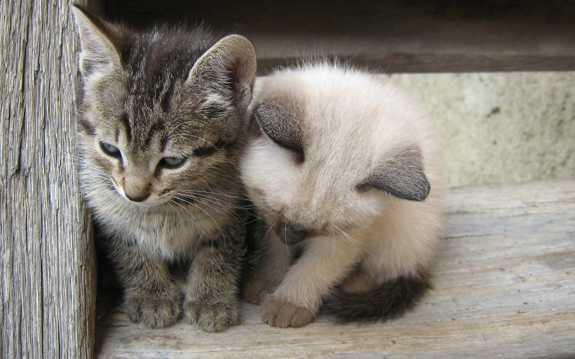 chatons gris blanc amitié