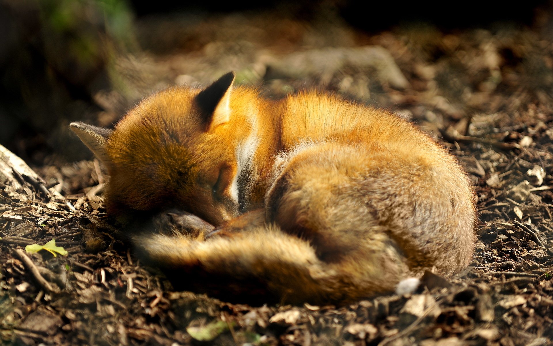 animal prédateur renard endormi recroquevillé sommeil nature terre feuillage oreilles queue fourrure rêve