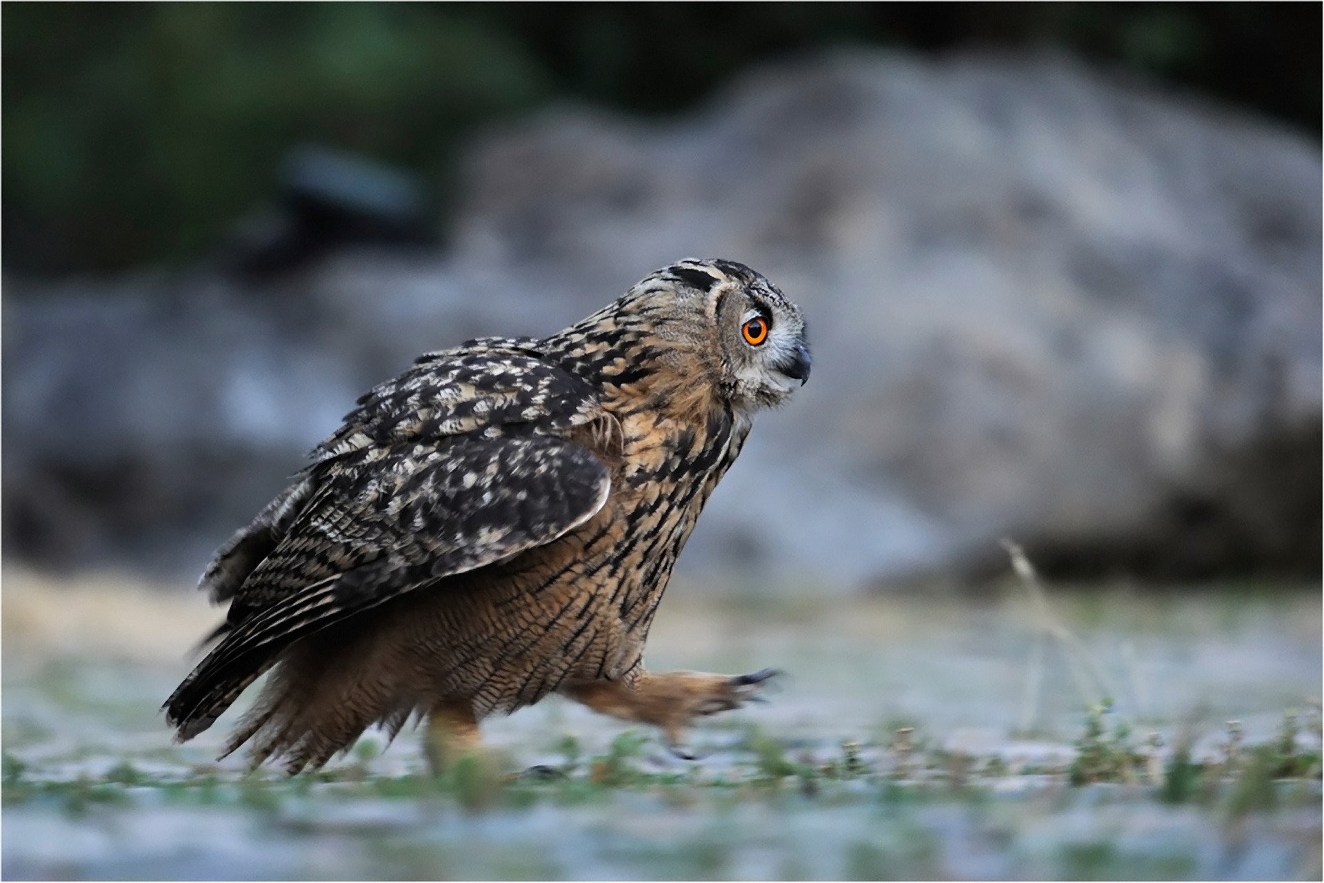 foresta uccello gufo