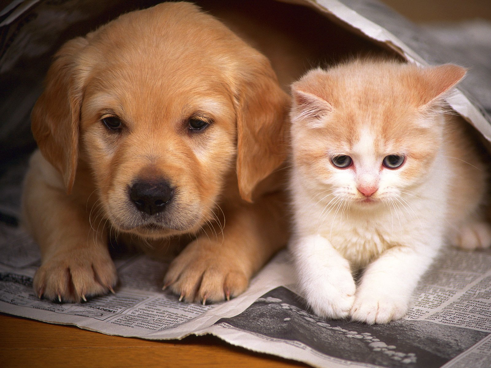 chien chat chaton chiot amitié