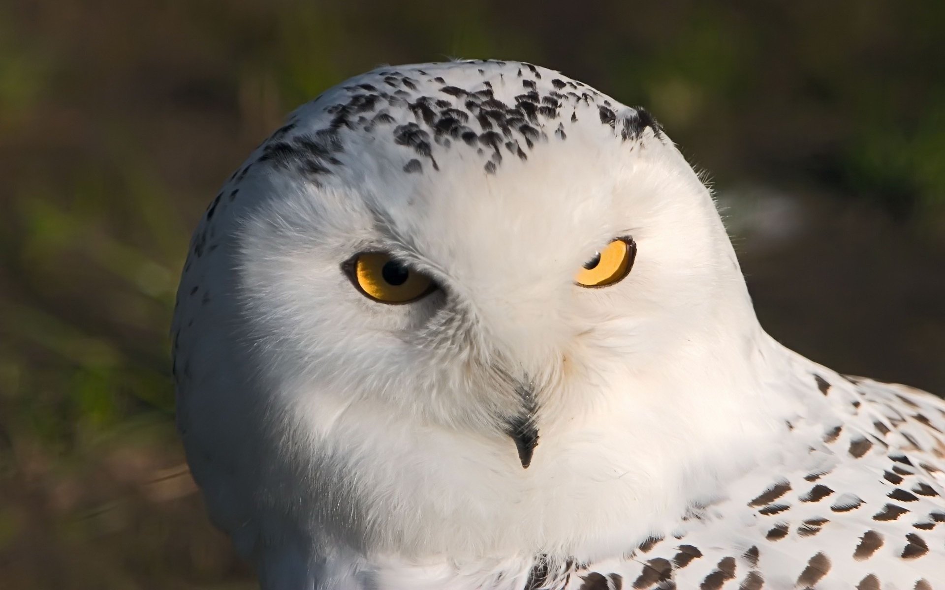 owl white owl macro eyes bird