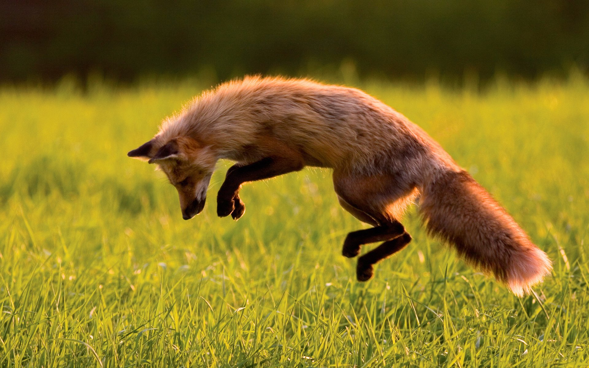 fox fox hunting jump