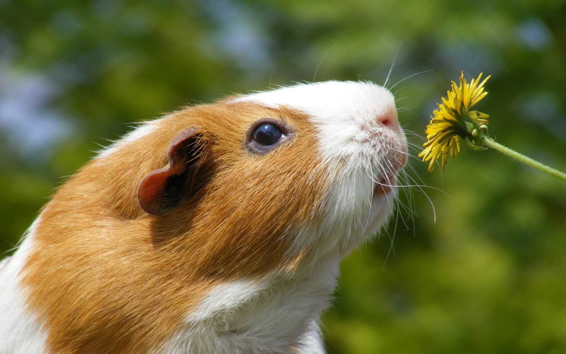 cavia fiore dente di leone muso