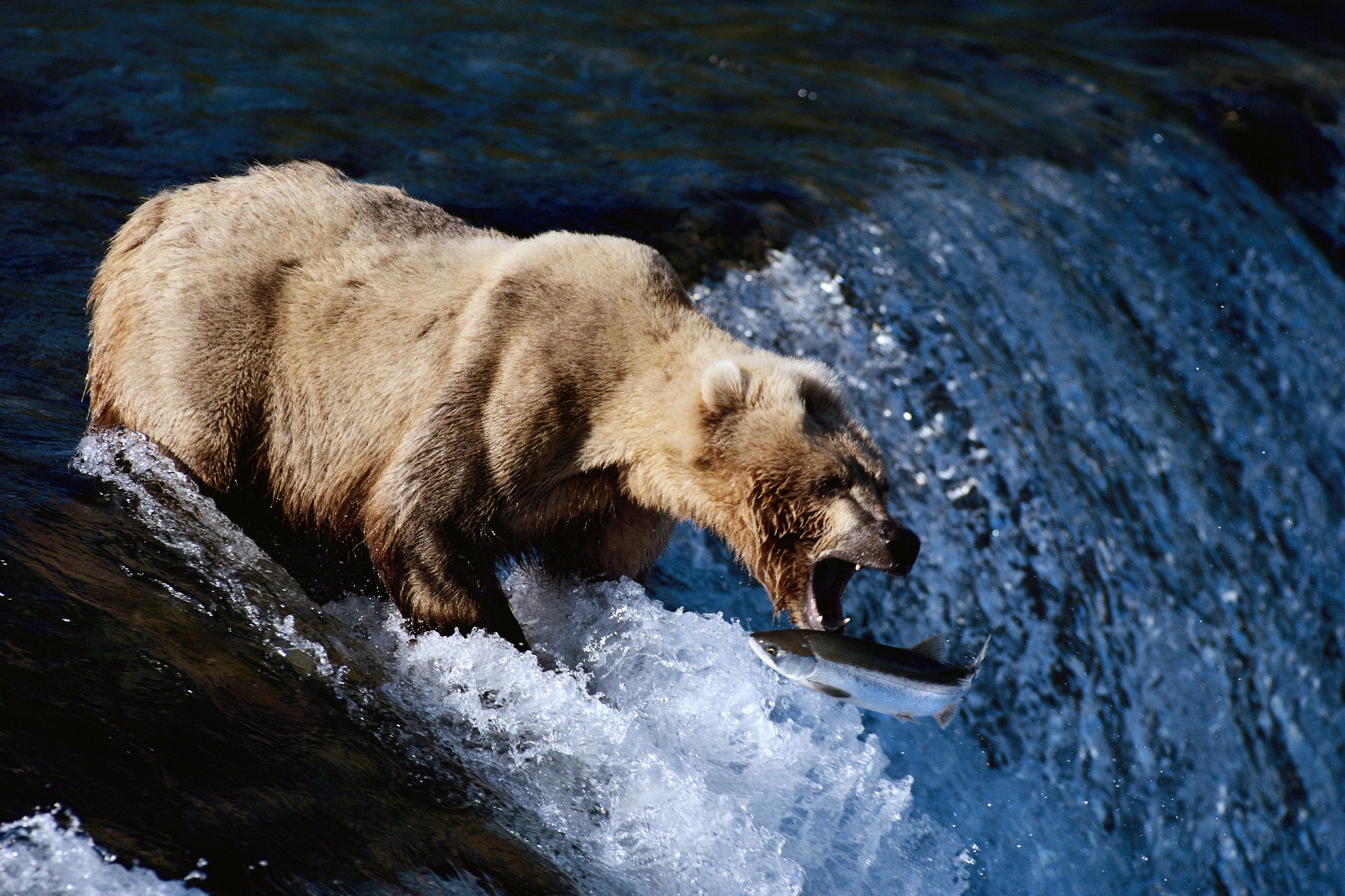 orso fiume corrente pesce bocca caccia pesca