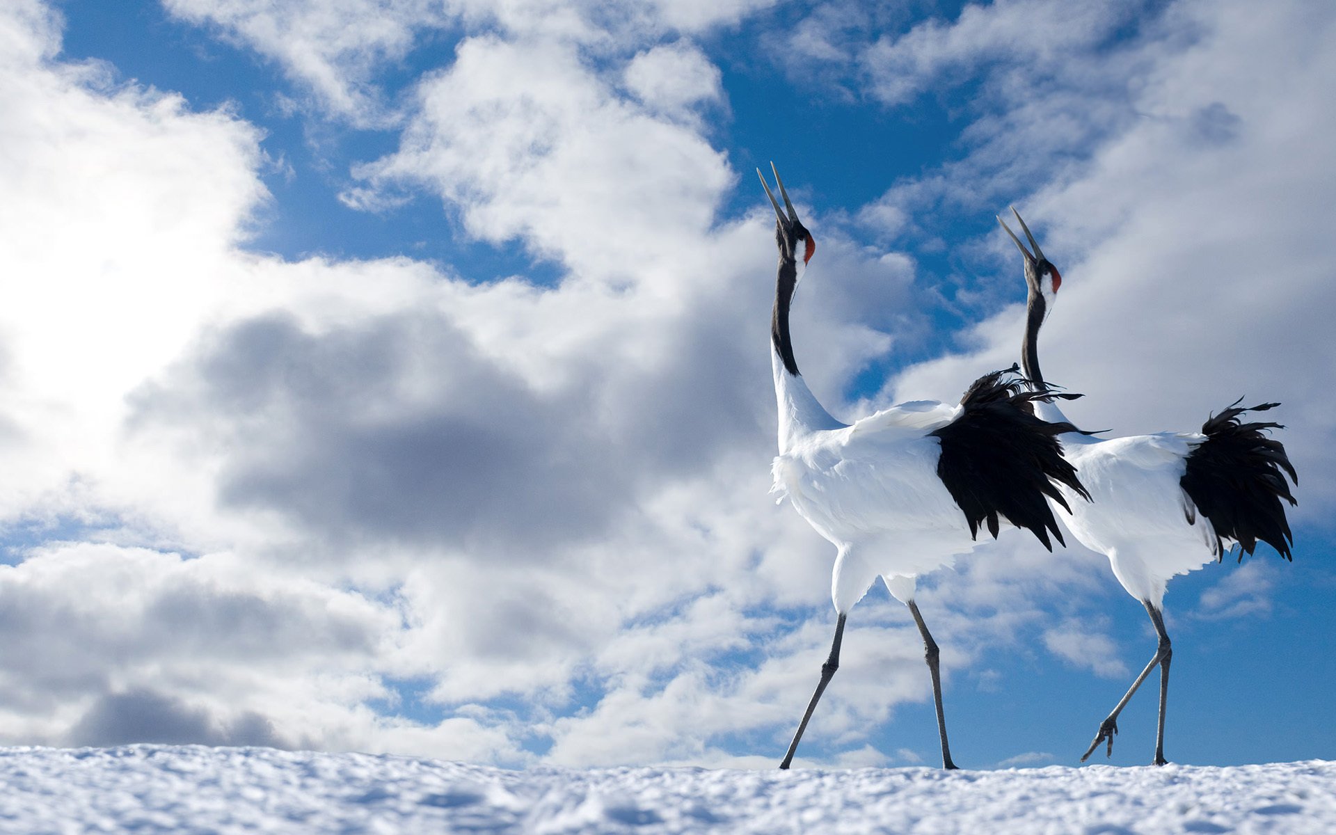 birds japanese crane the pair sky cloud