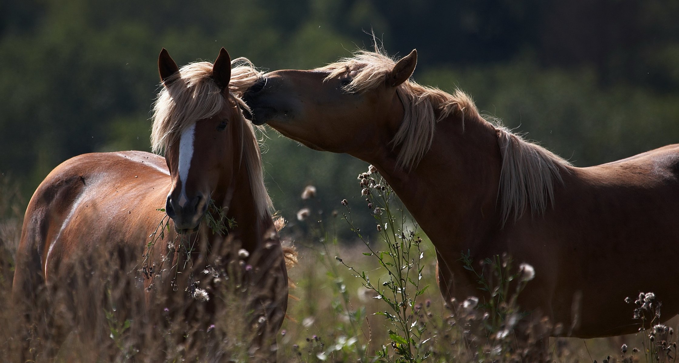 caballos verano hierba