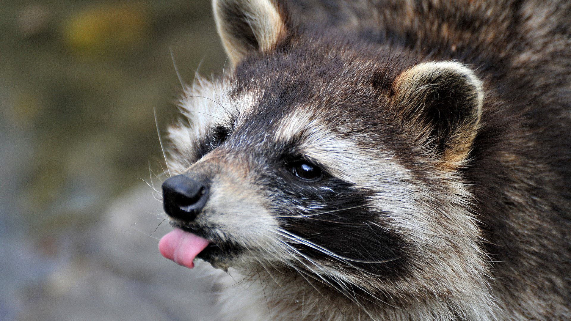 raccoon face close up