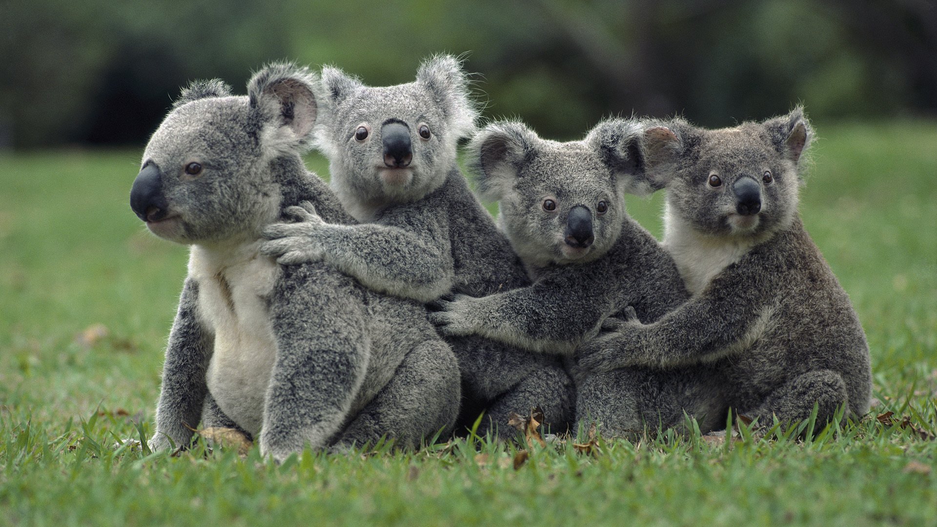 animales animales koala naturaleza osos marsupiales hierba