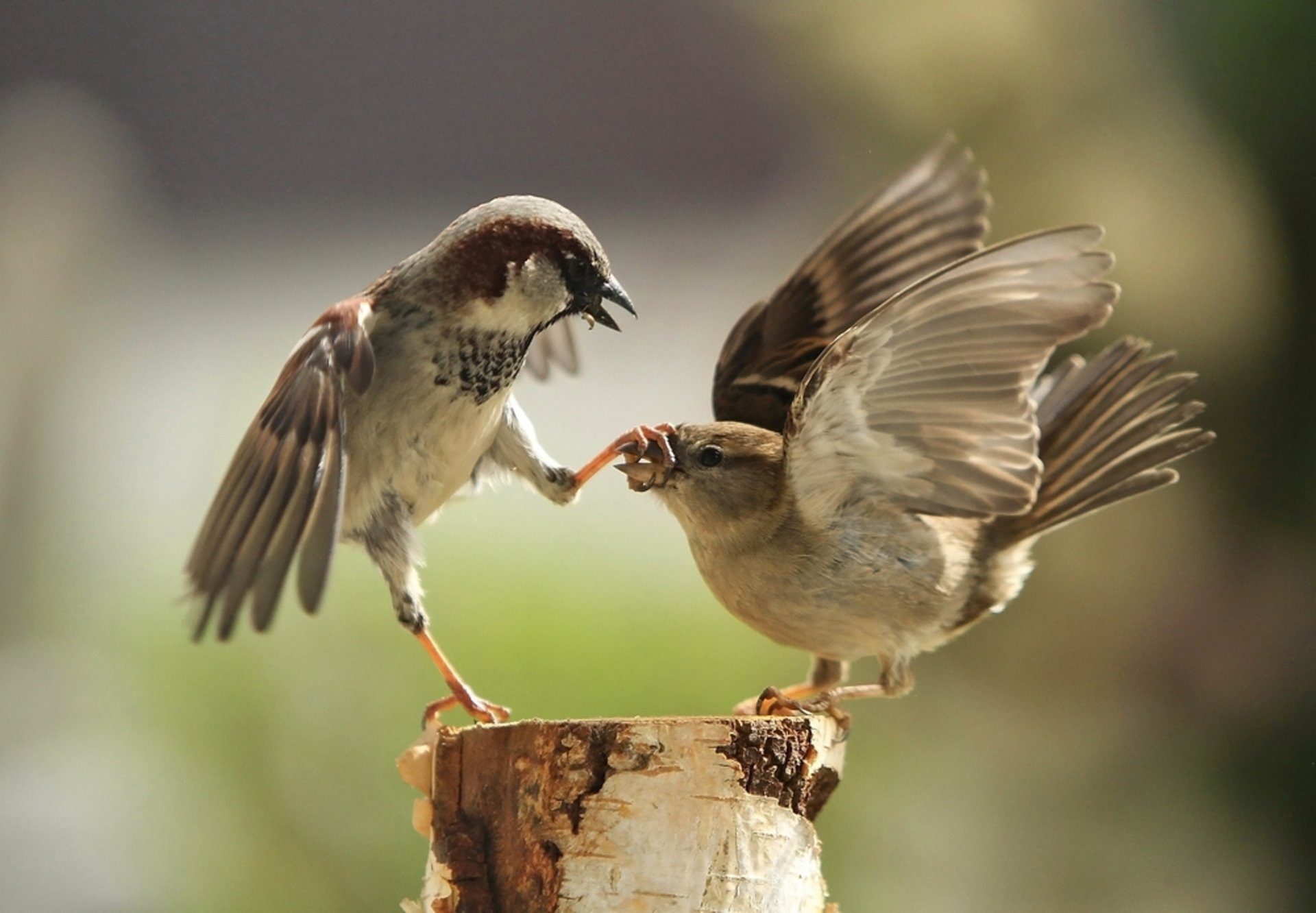 parrows beak feet