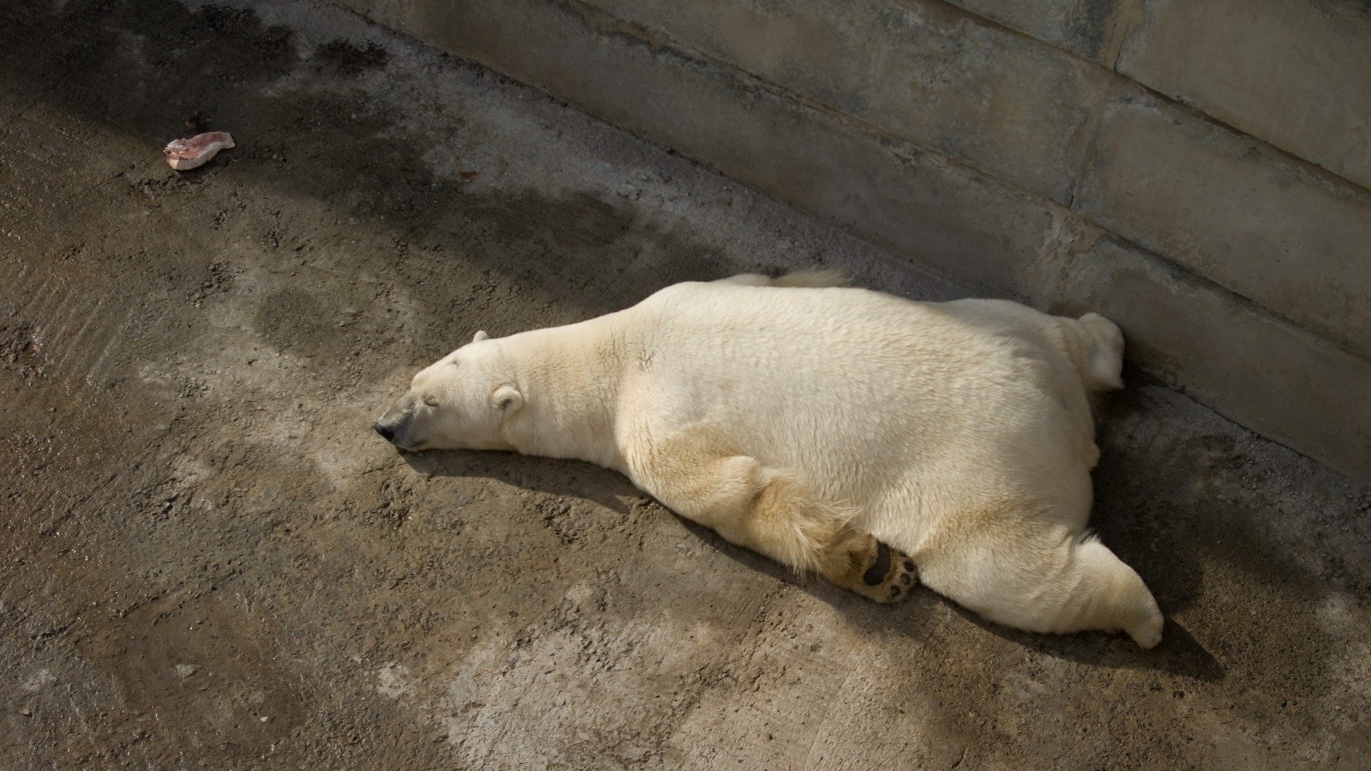 orso polare carne sonno zampe