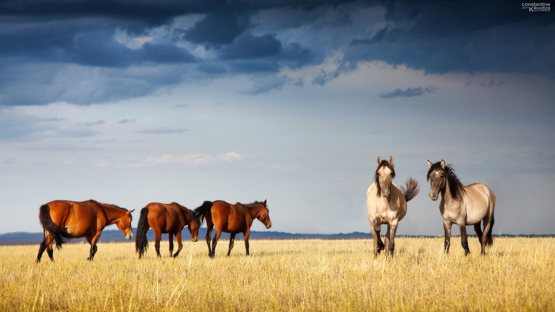 graceful horse kazakhstan xenia sobchak