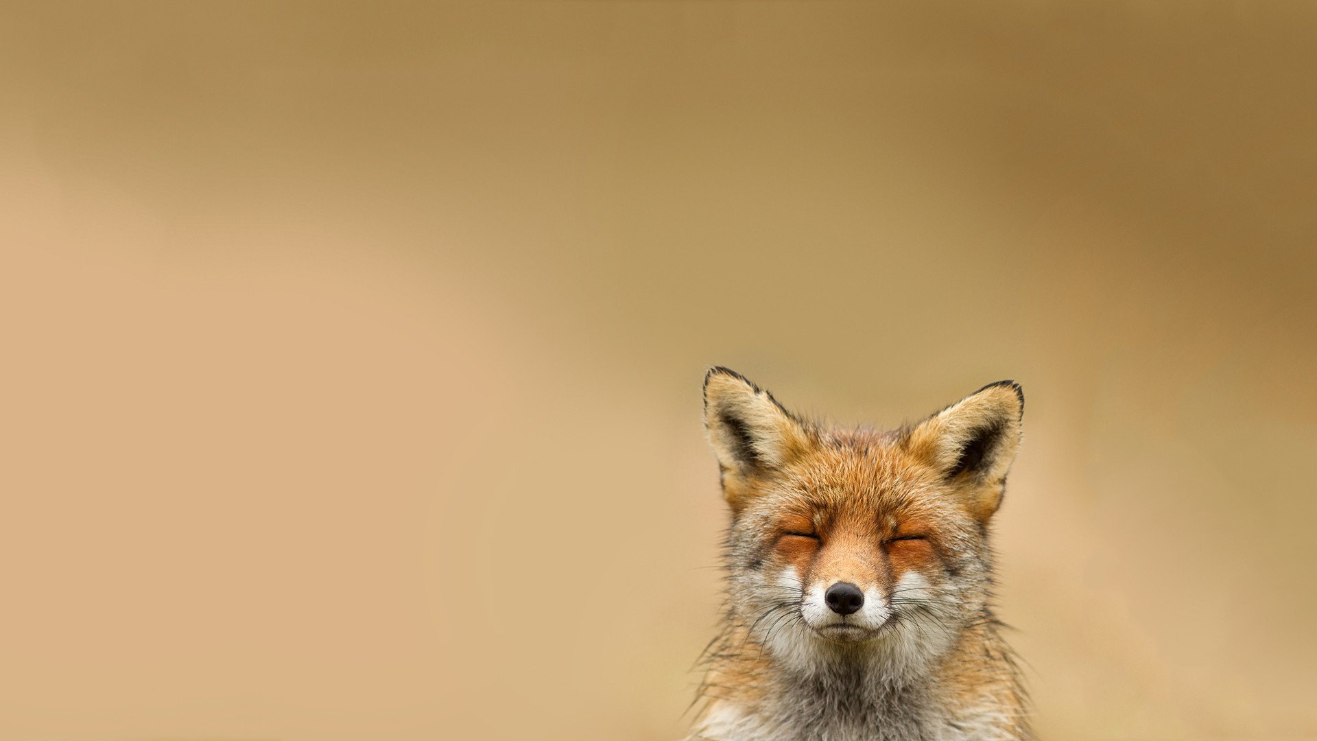 animals fox smile