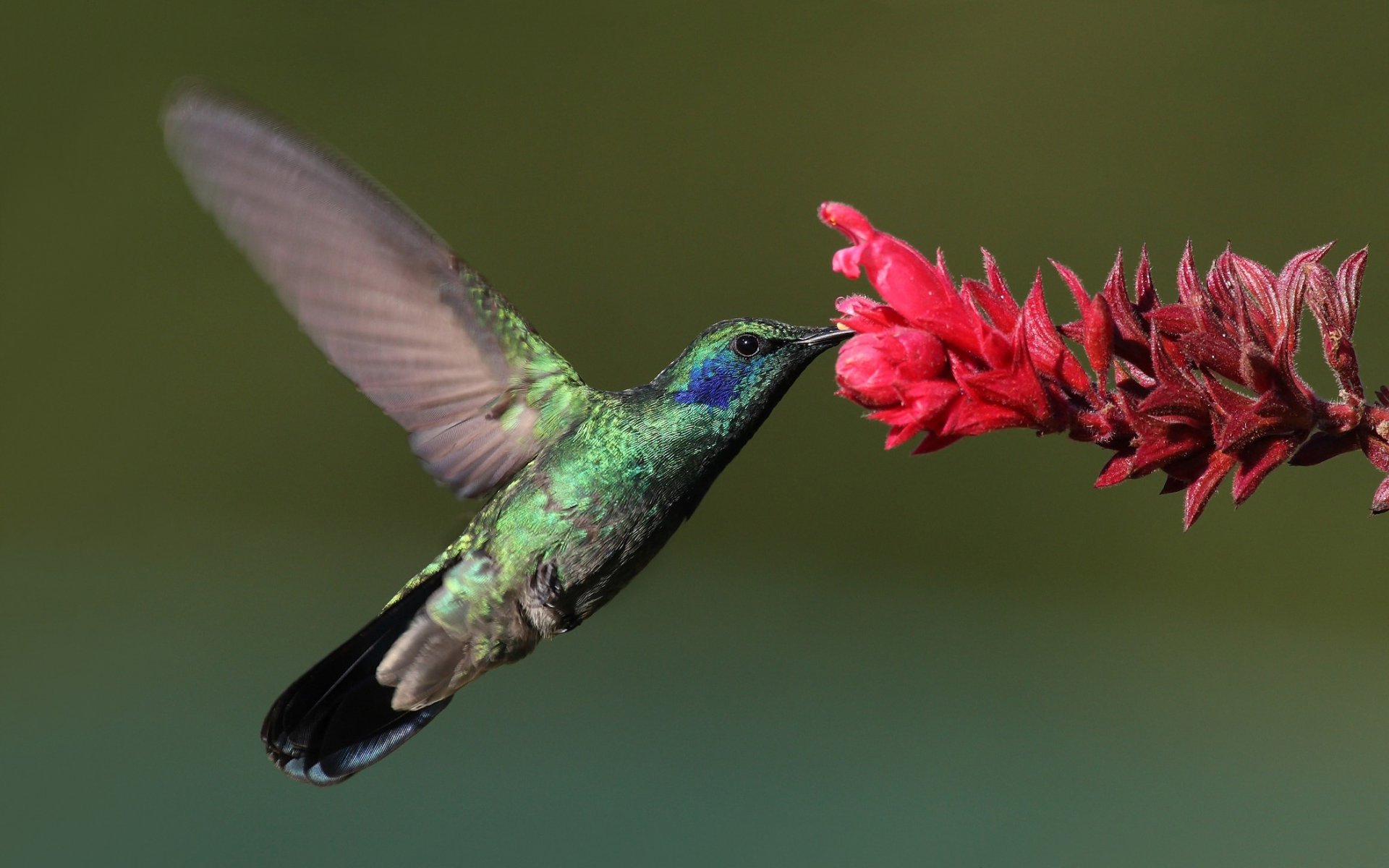 oiseau colibri fleur gros plan