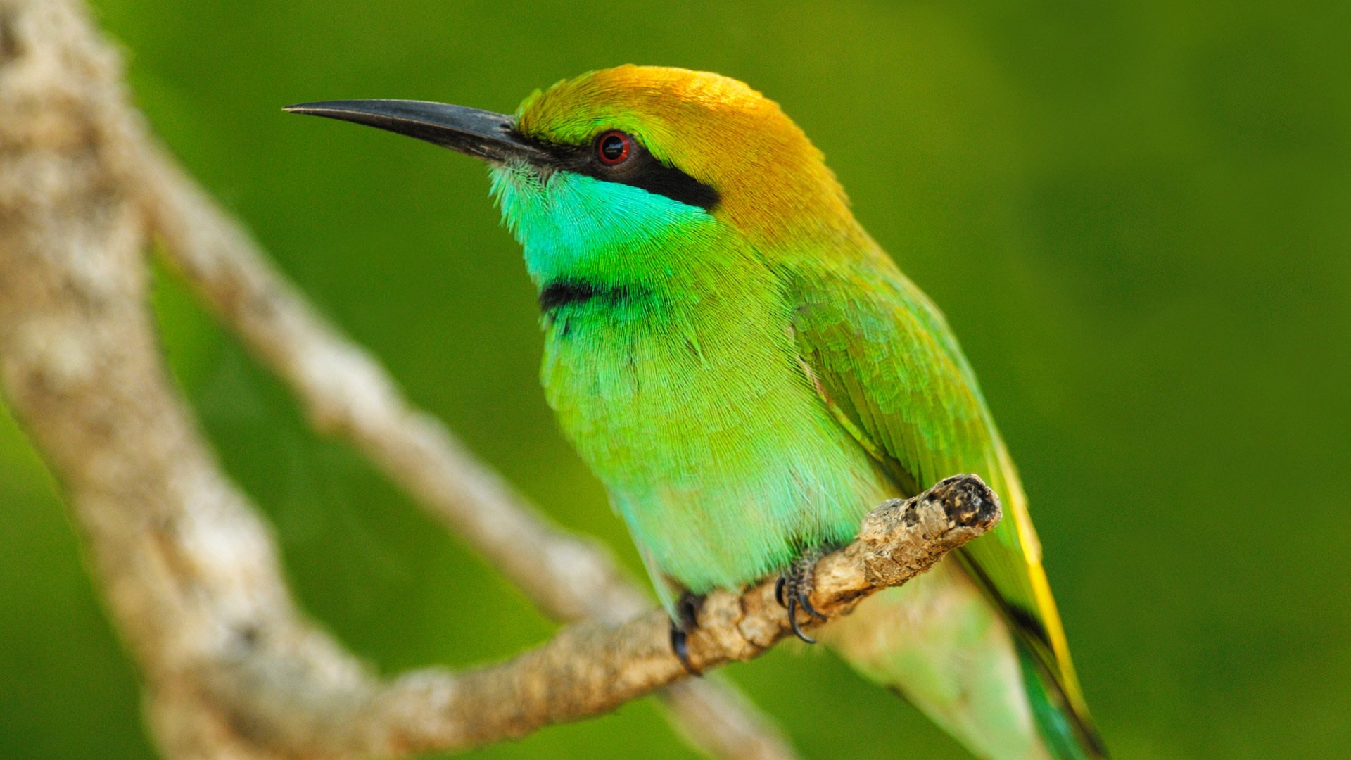 animals animals bird plumage macro branch leaves nature