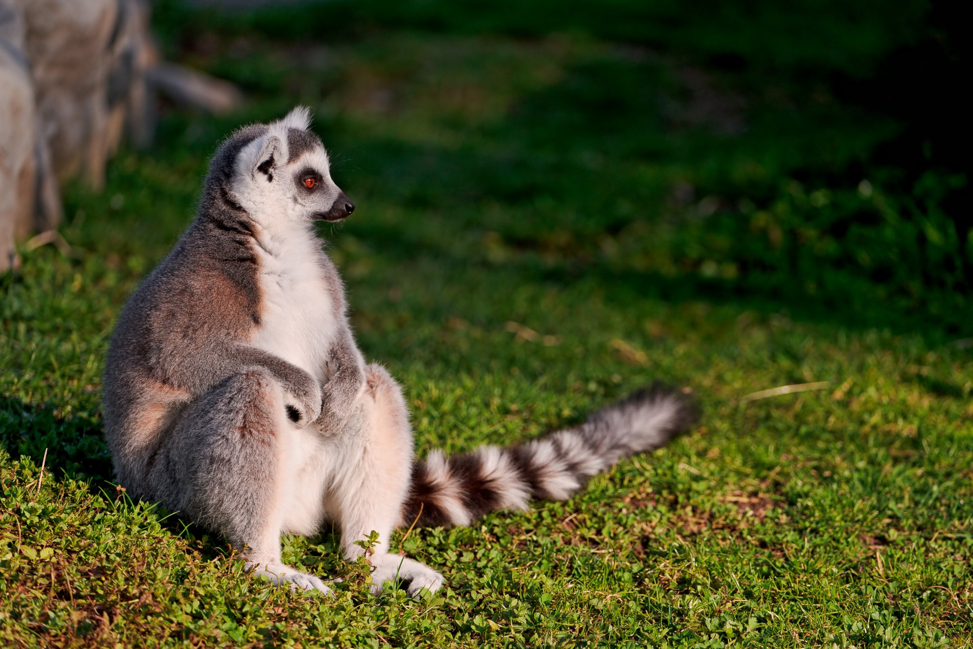 lemur siedzi odpoczywa