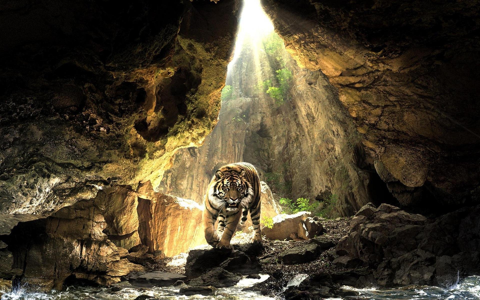 tiger water sun stone