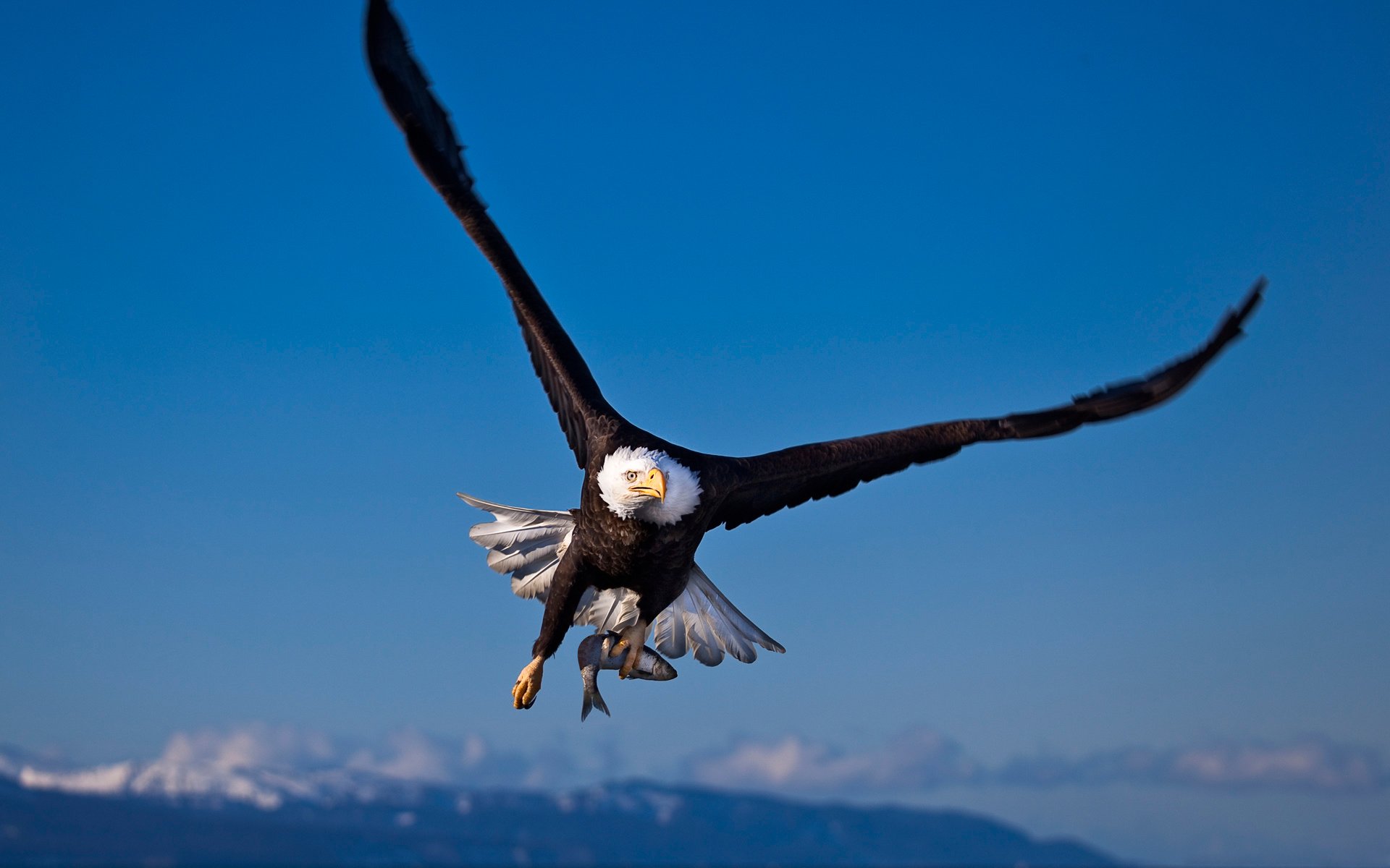 uccello aquila aquila calva caccia pesce preda