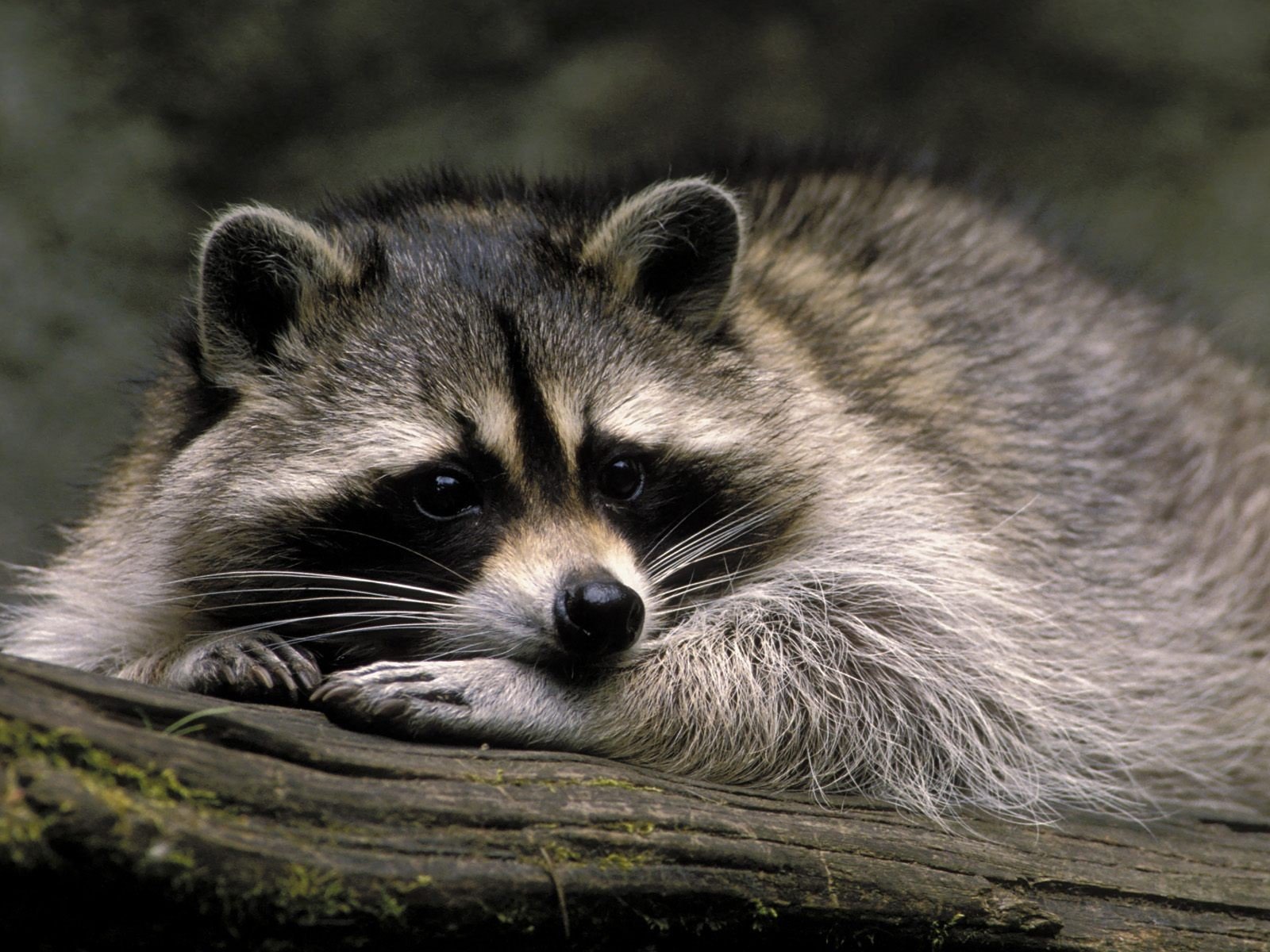 raccoon macro