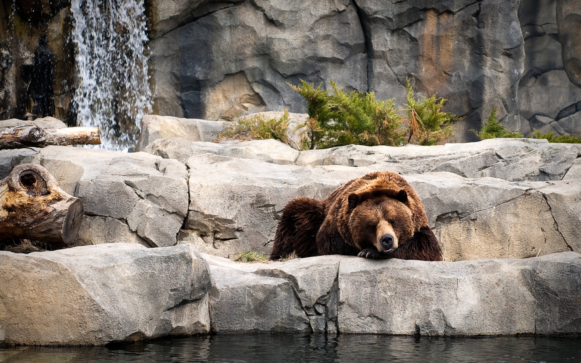 niedźwiedź śpi odpoczywa zoo woda kamienie roślina