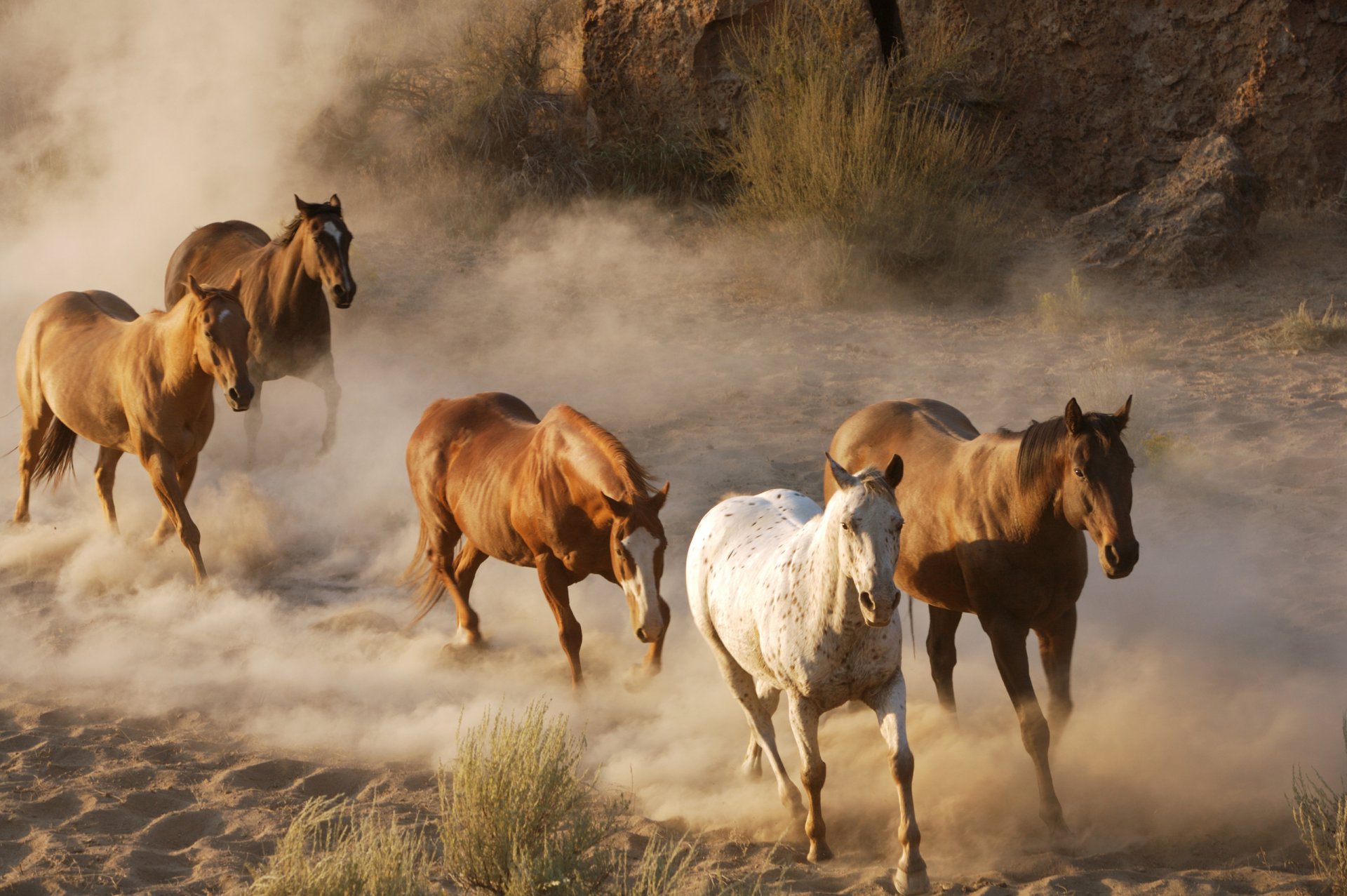 animals horses horse dust steps herd wildlife photo