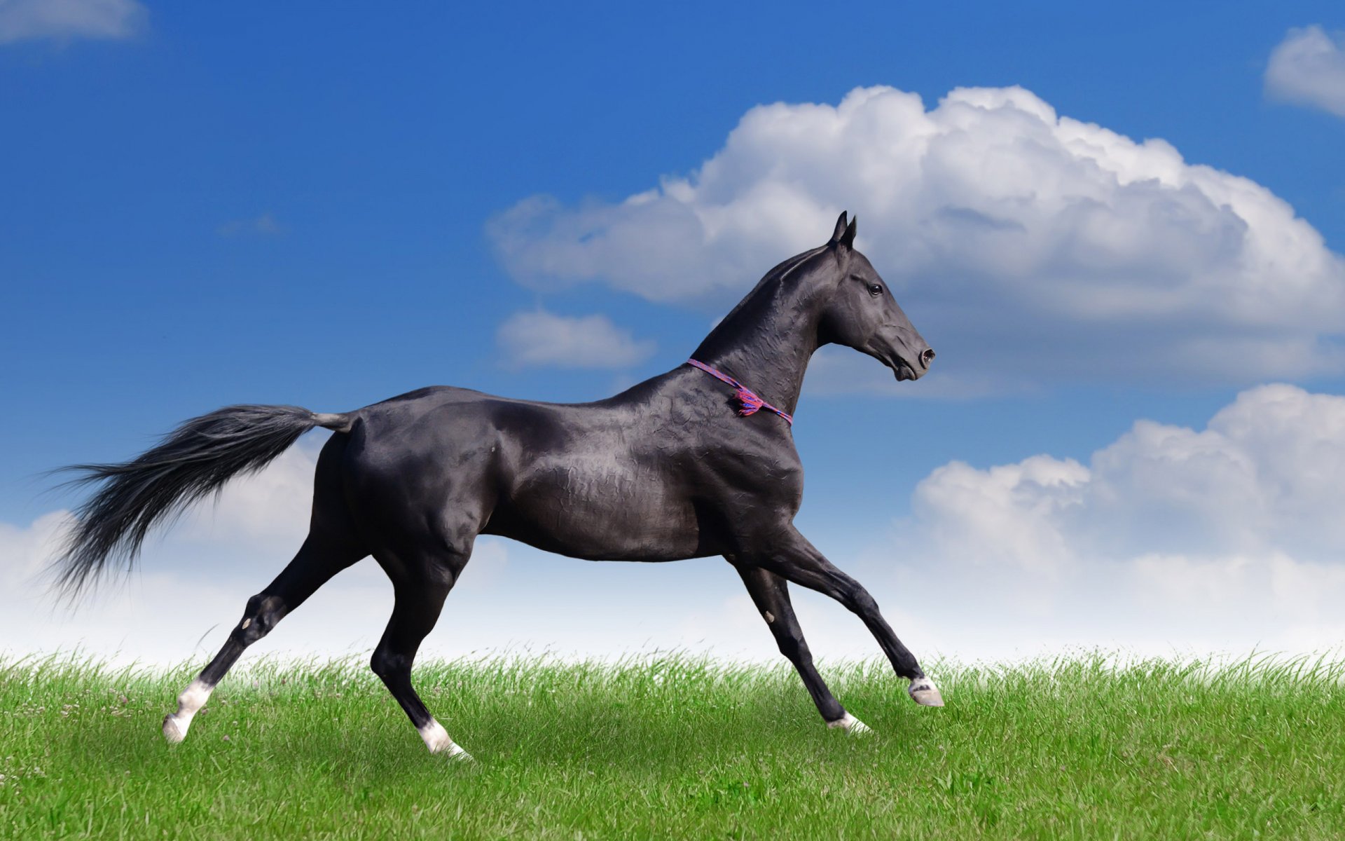 pferd sommer laufen wolken feld gras