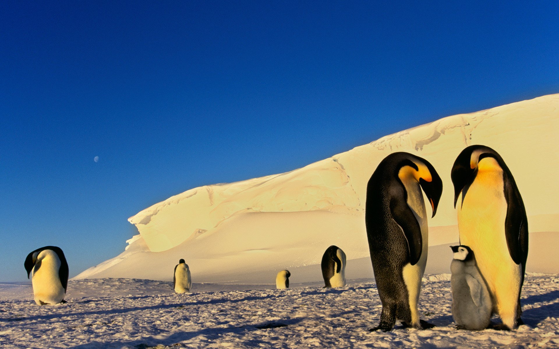 pingüinos hielo nieve antártida invierno escarcha luna