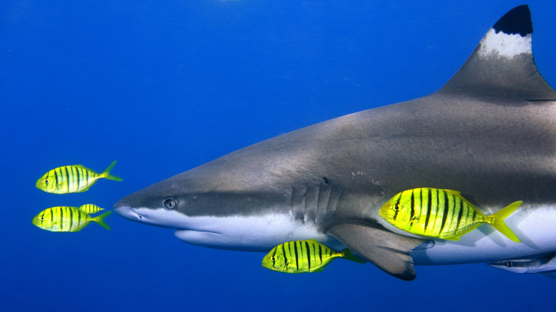 requin poissons mer