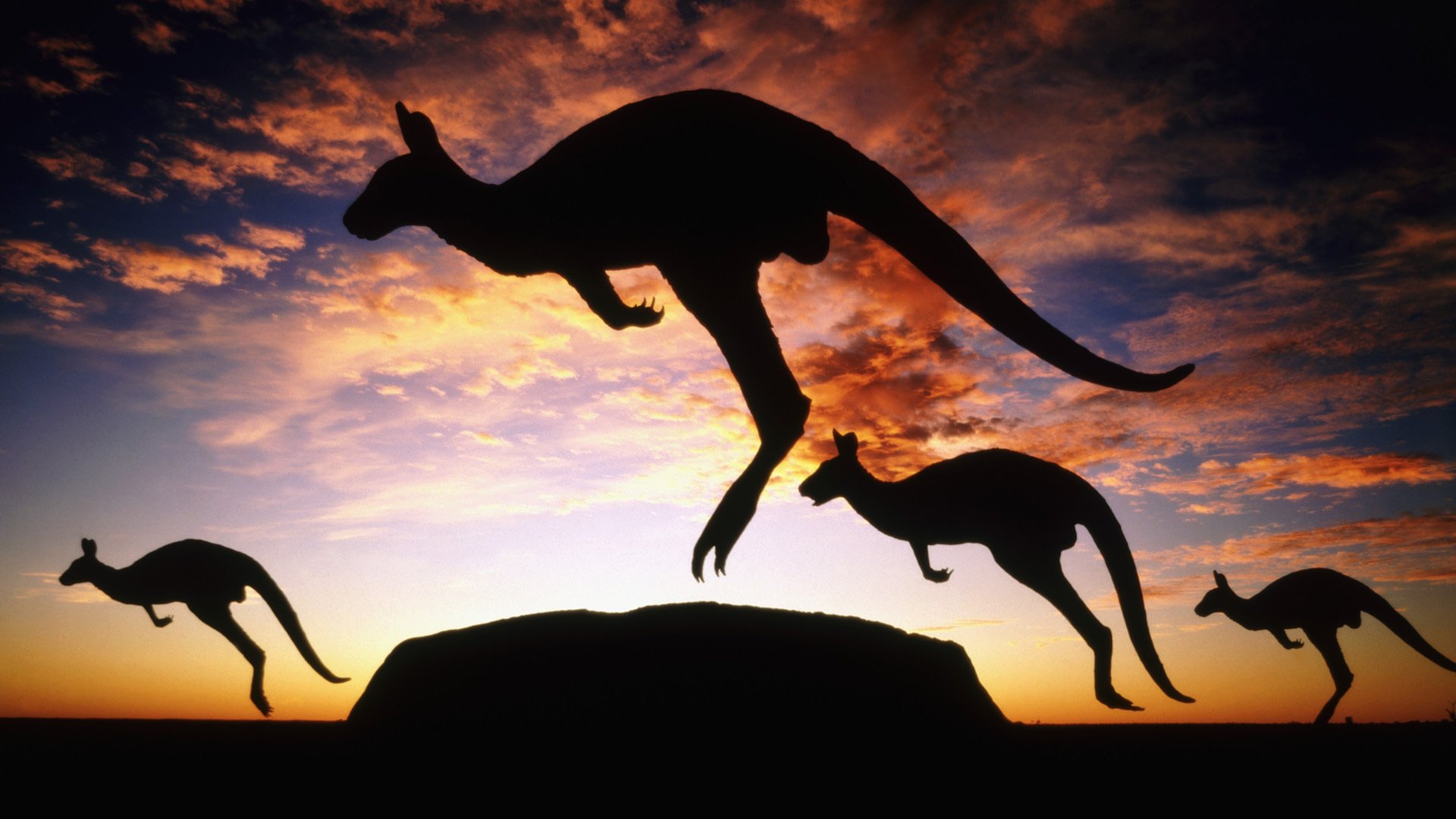 australia kangaroo twilight