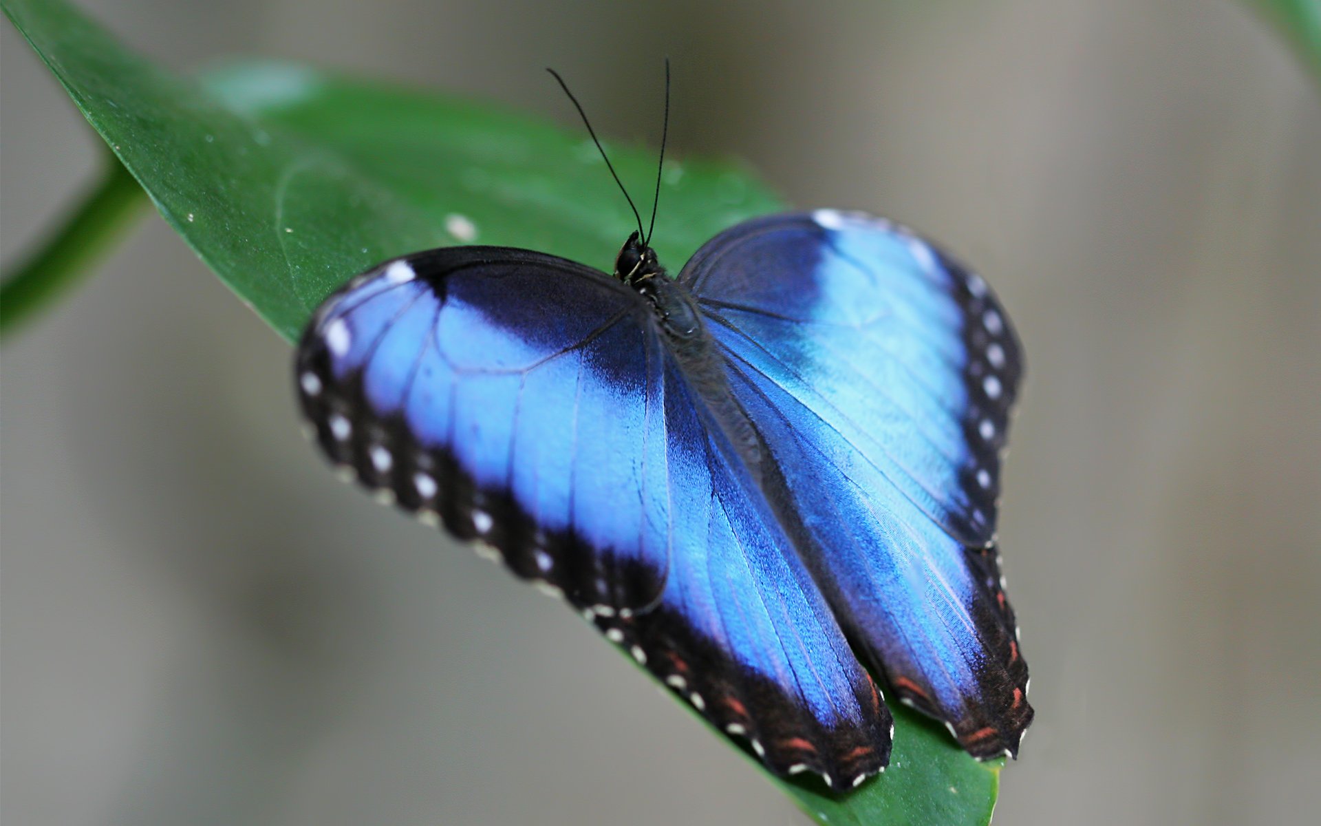 bleu papillon vert feuille