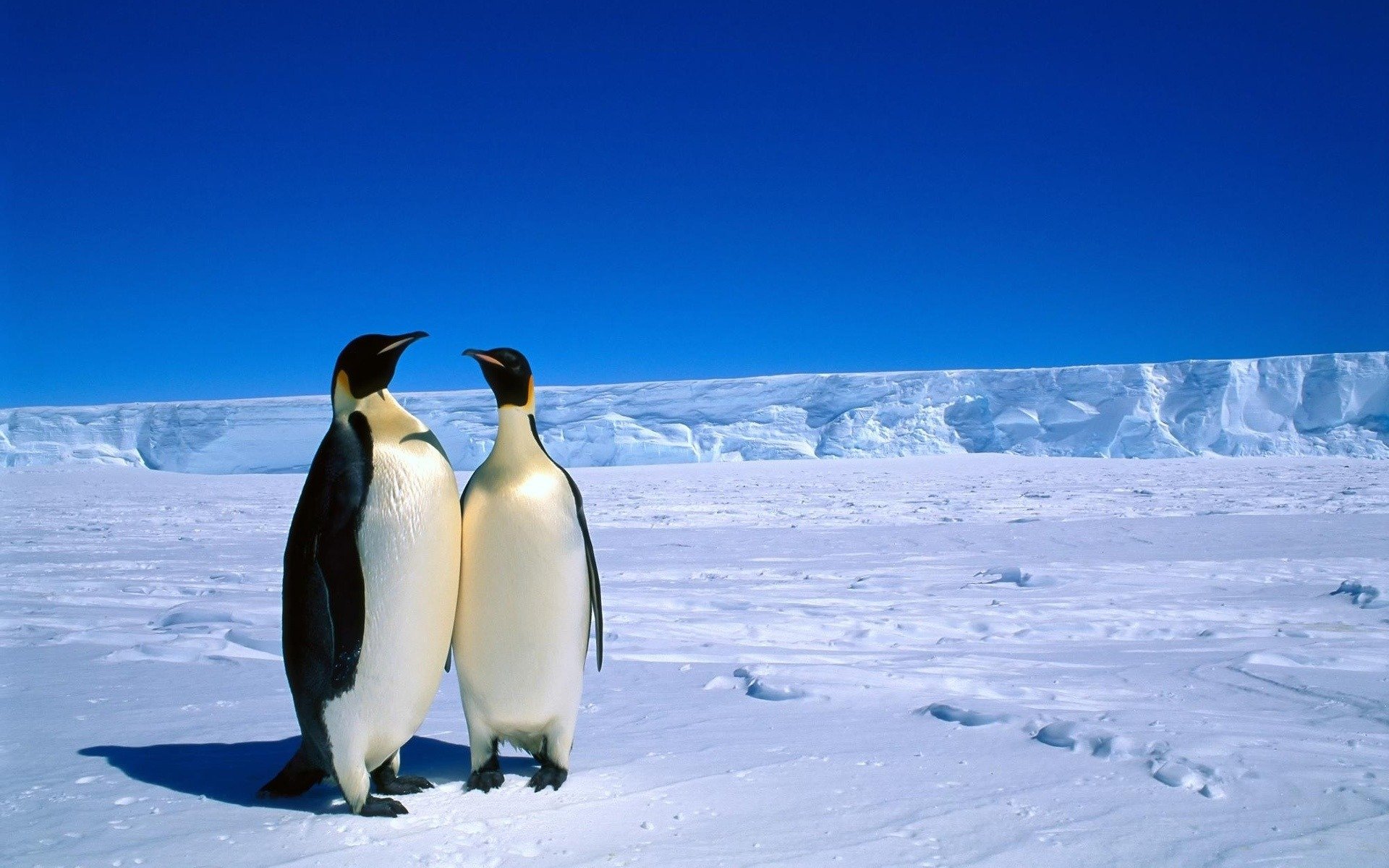 animals penguins antarctica