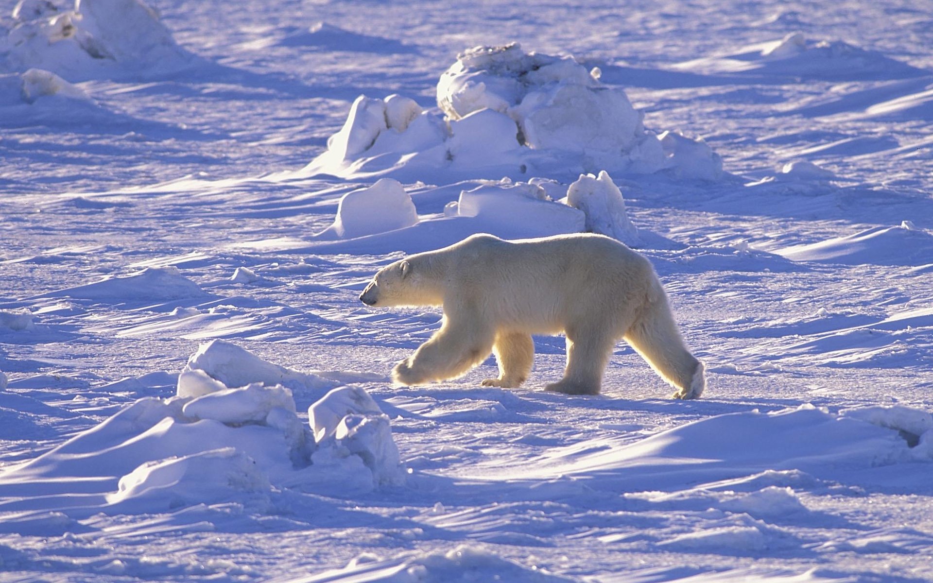 eisbär arktis norden schnee wüste