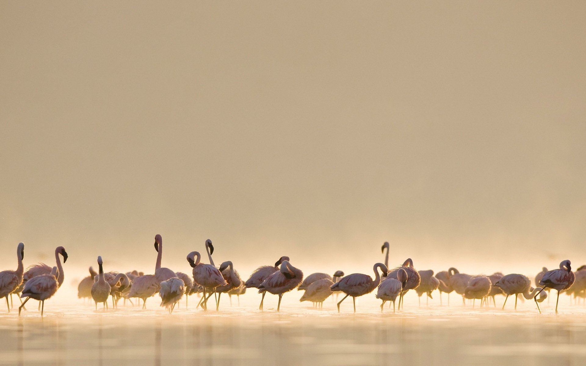 birds flamingos nature