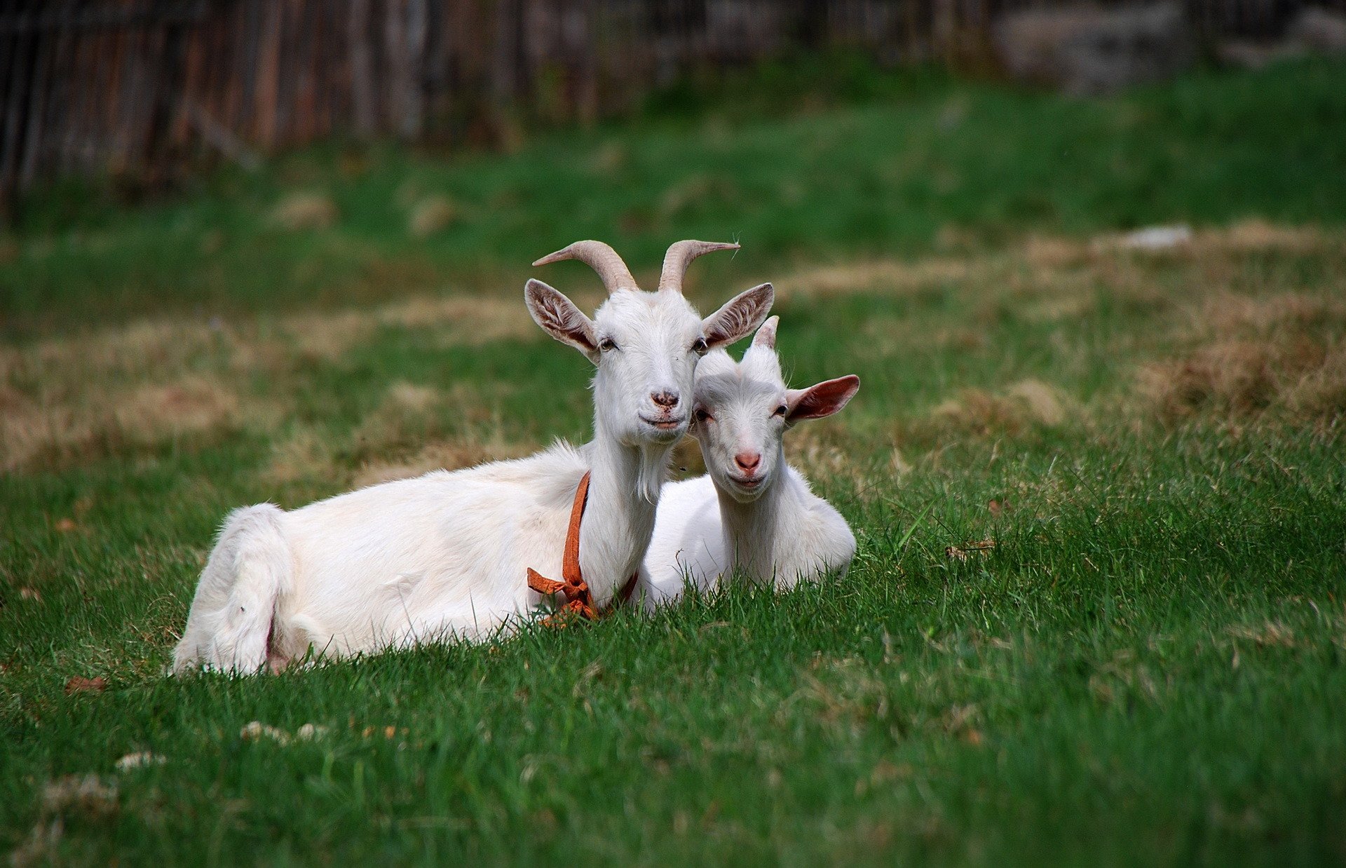 animaux herbe été amis