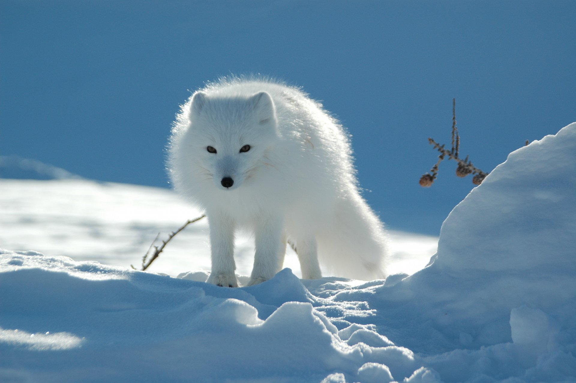 lis polarny natura tundra tapety na pulpit