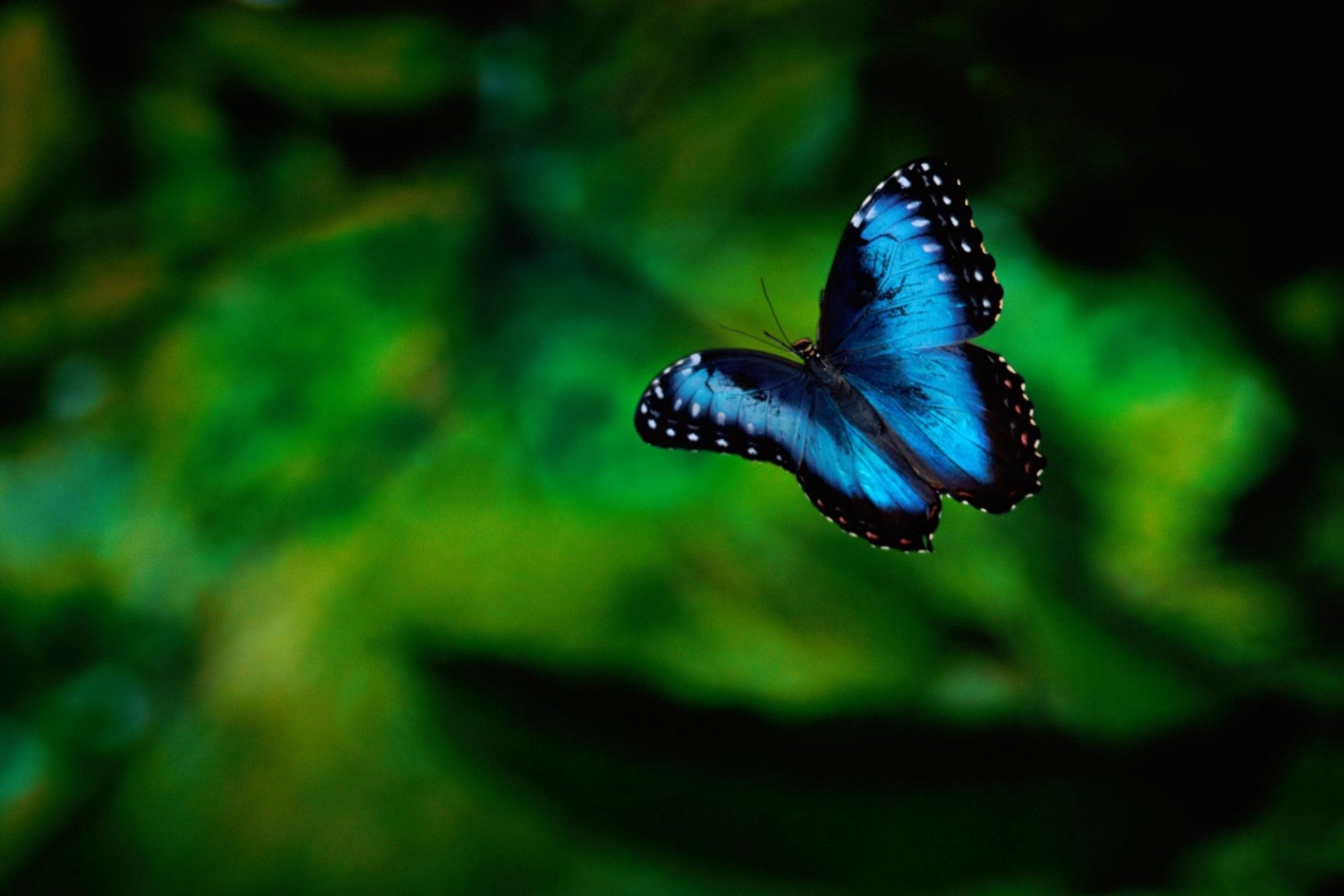 fondo verde insecto mariposa