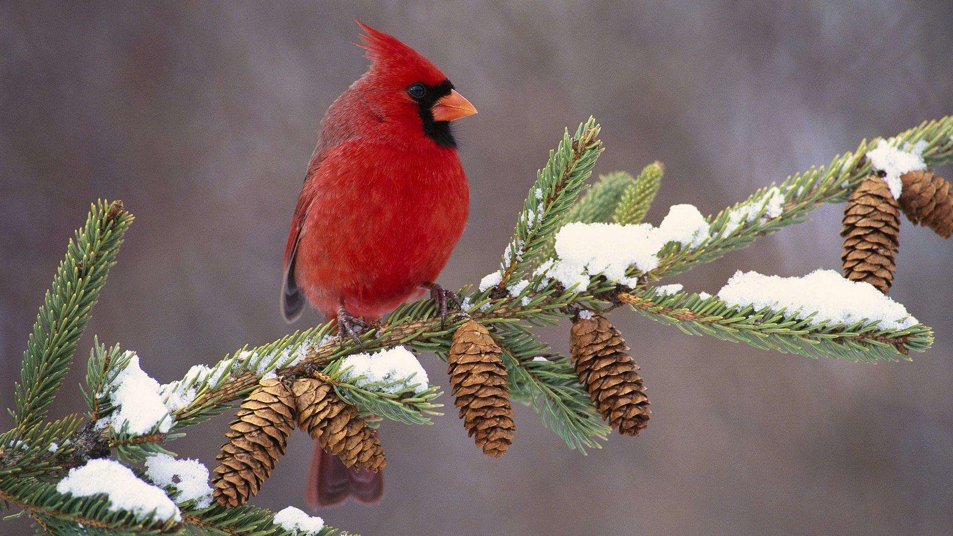 cardinal oiseau branche cônes