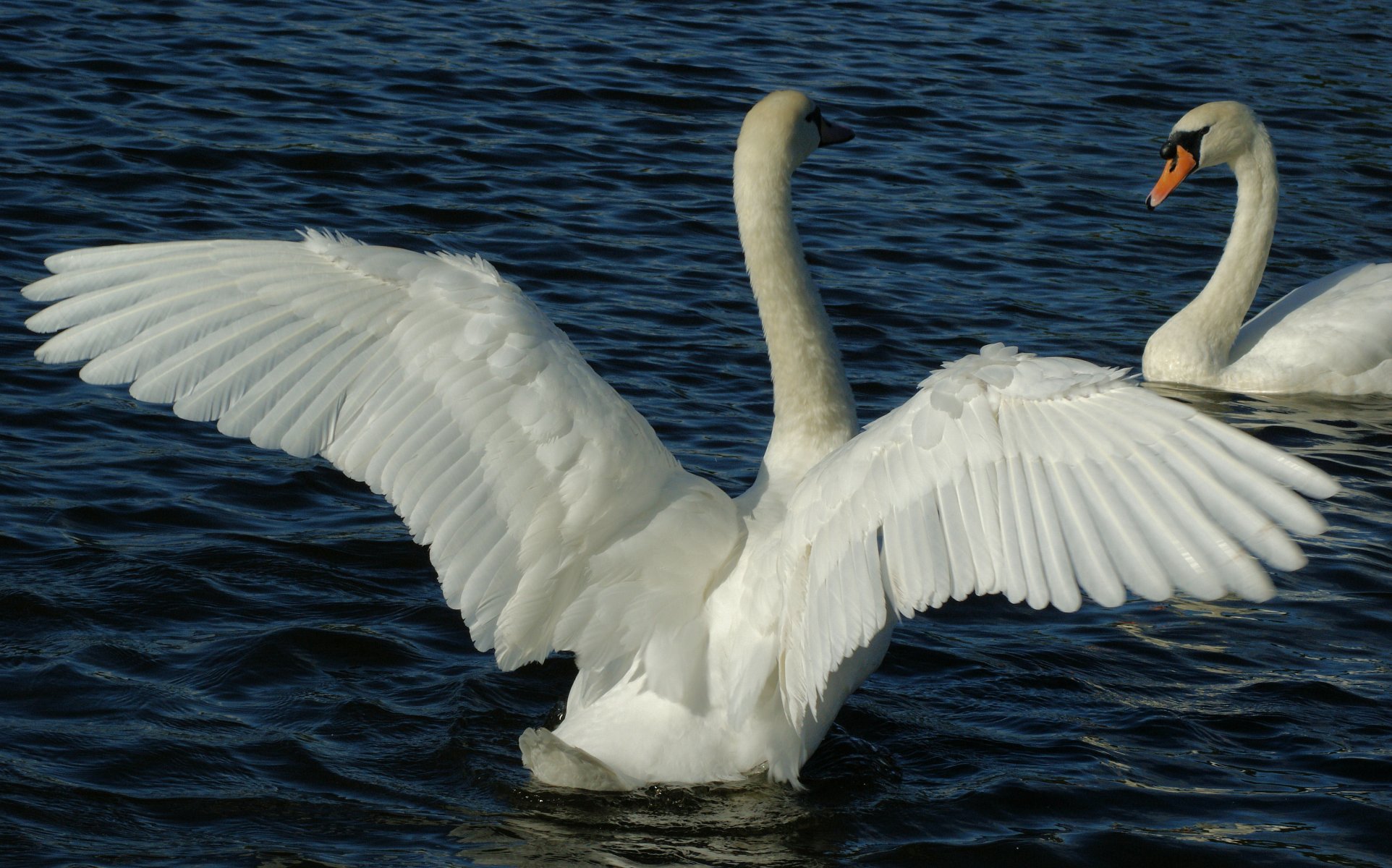 teich wasser paar weiß schwäne vögel flügel federn gefieder