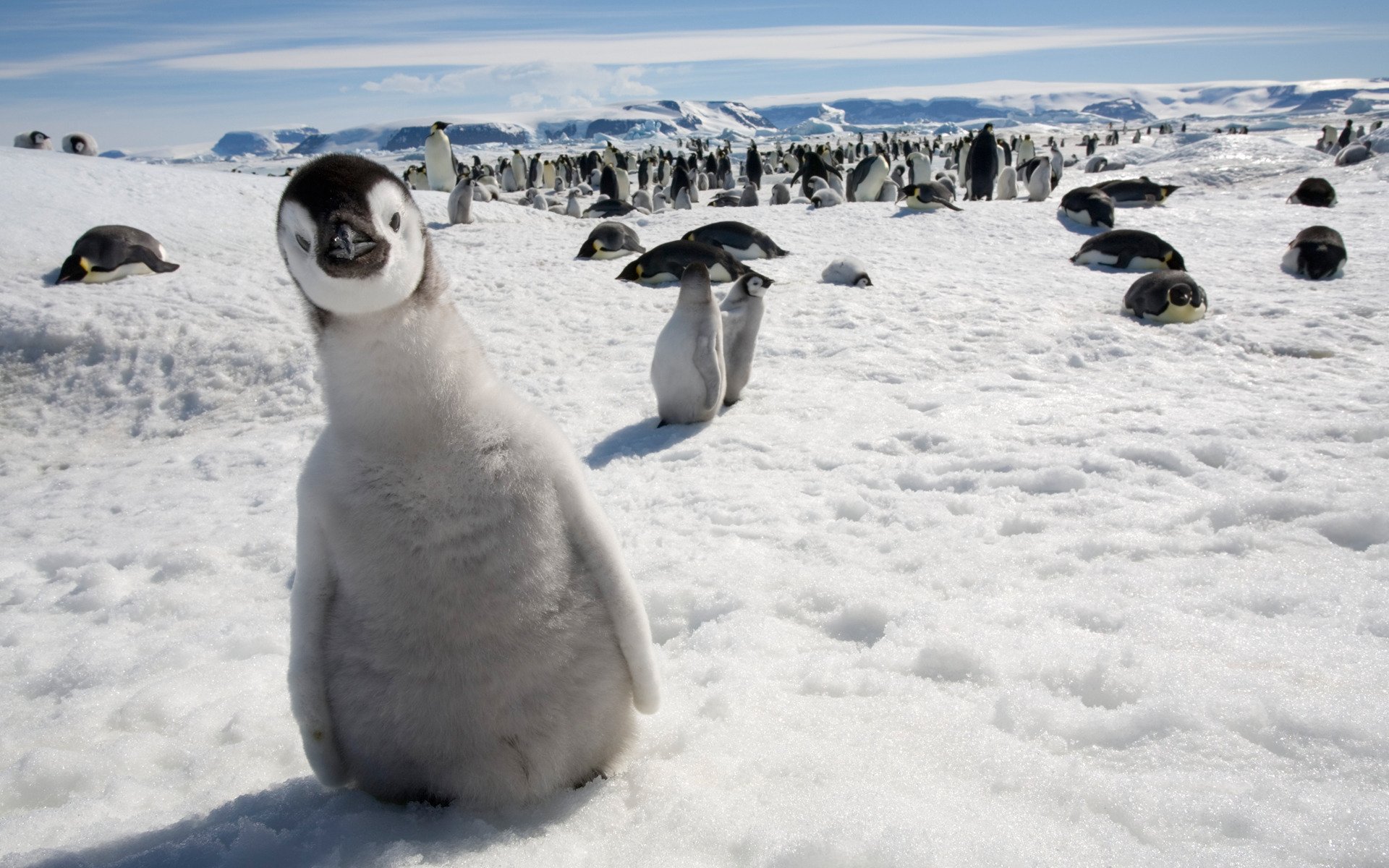 pinguin schnee blick neugier