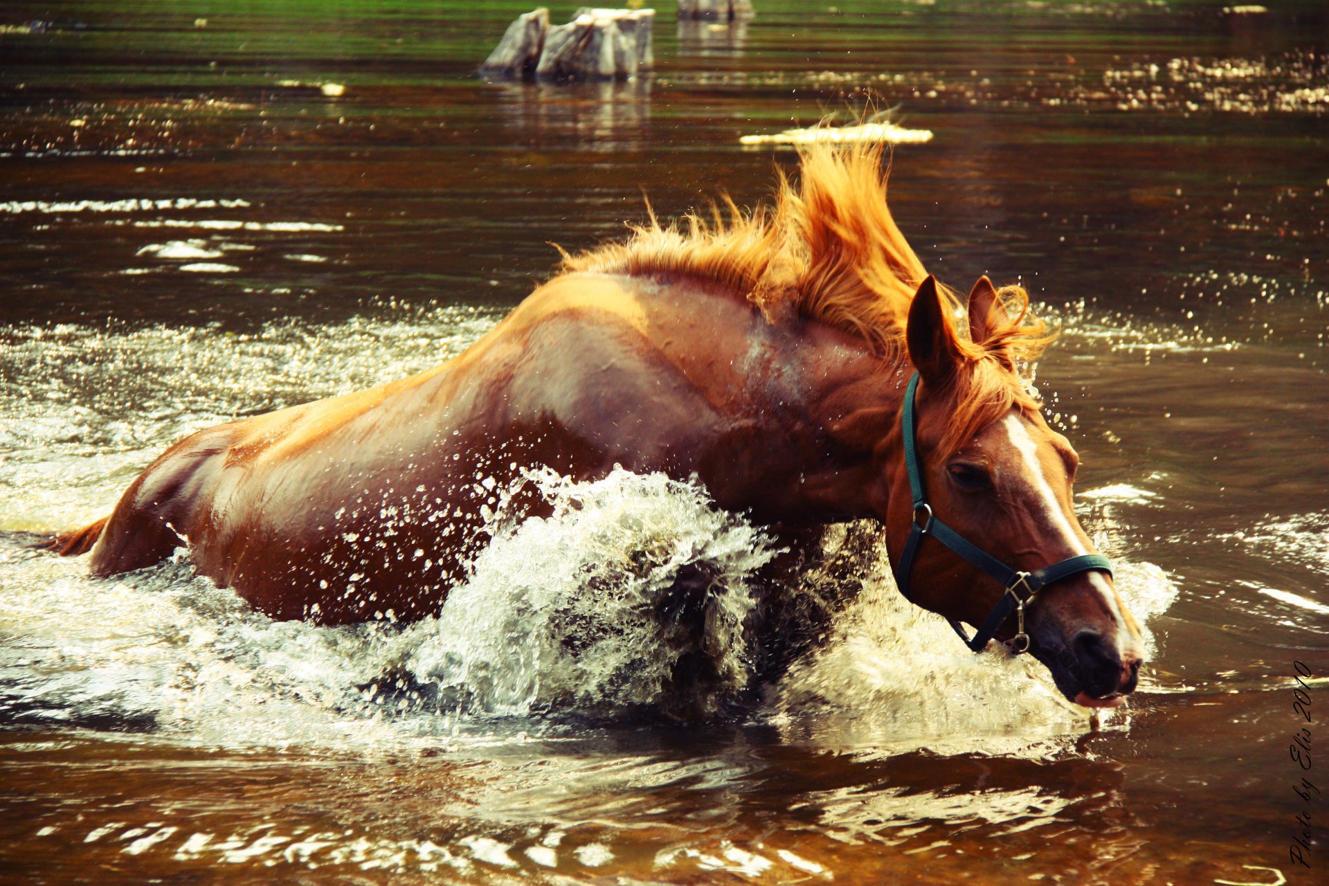 cheval splash éclaboussures eau lac crocodile rattrape