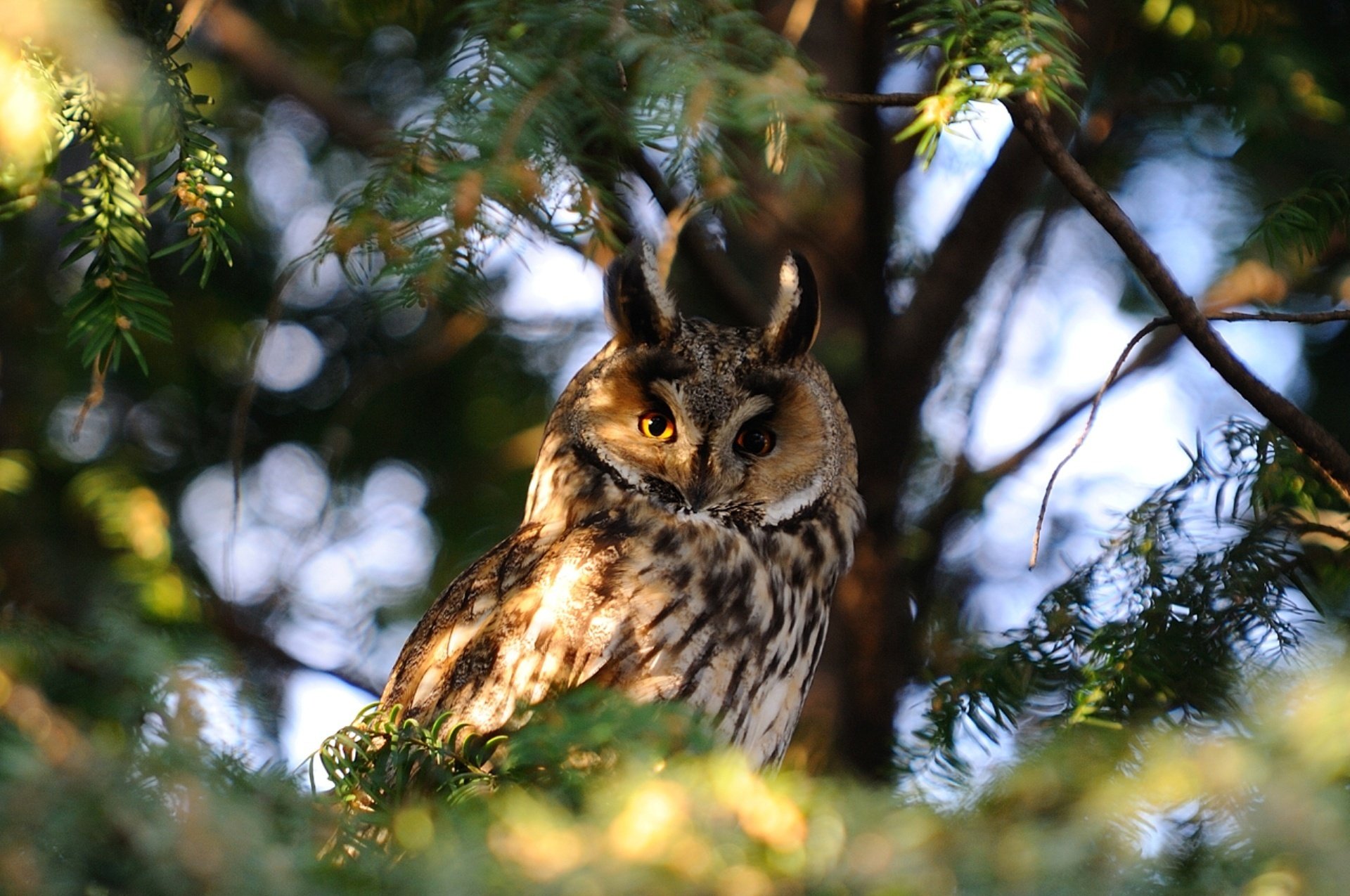 hibou arbre branches nature photo